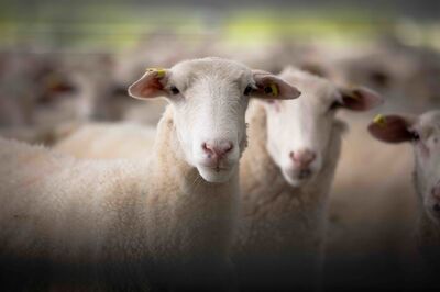 Your benefits when you become a Spring Sheep supplier