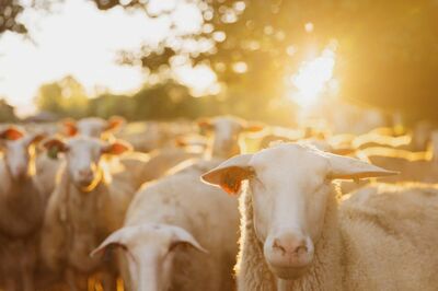 How does Sheep milk compare to Goat Milk or Cow Milk?