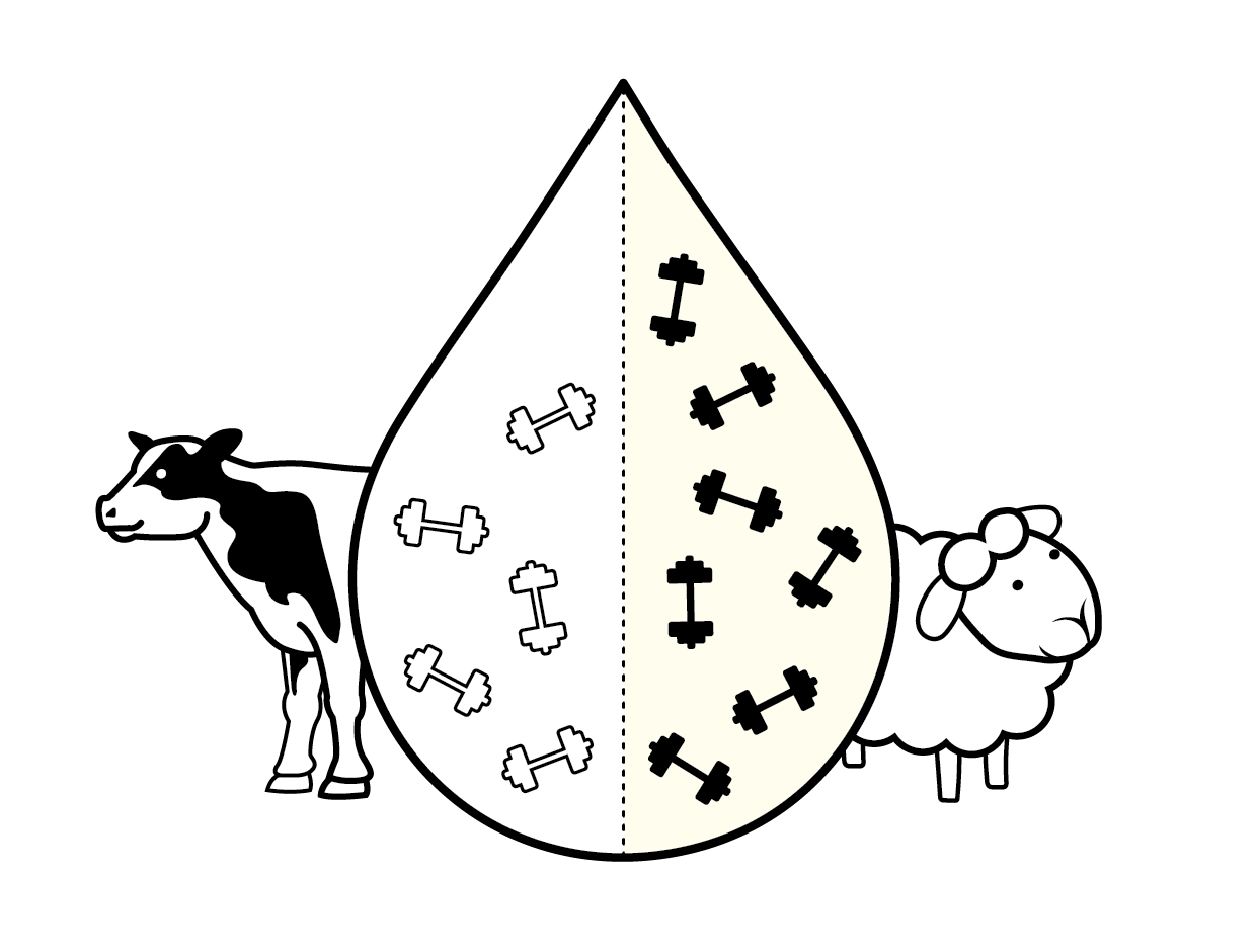 the-many-benefits-of-nz-sheep-milk-over-goat-or-cow-s-milk-spring