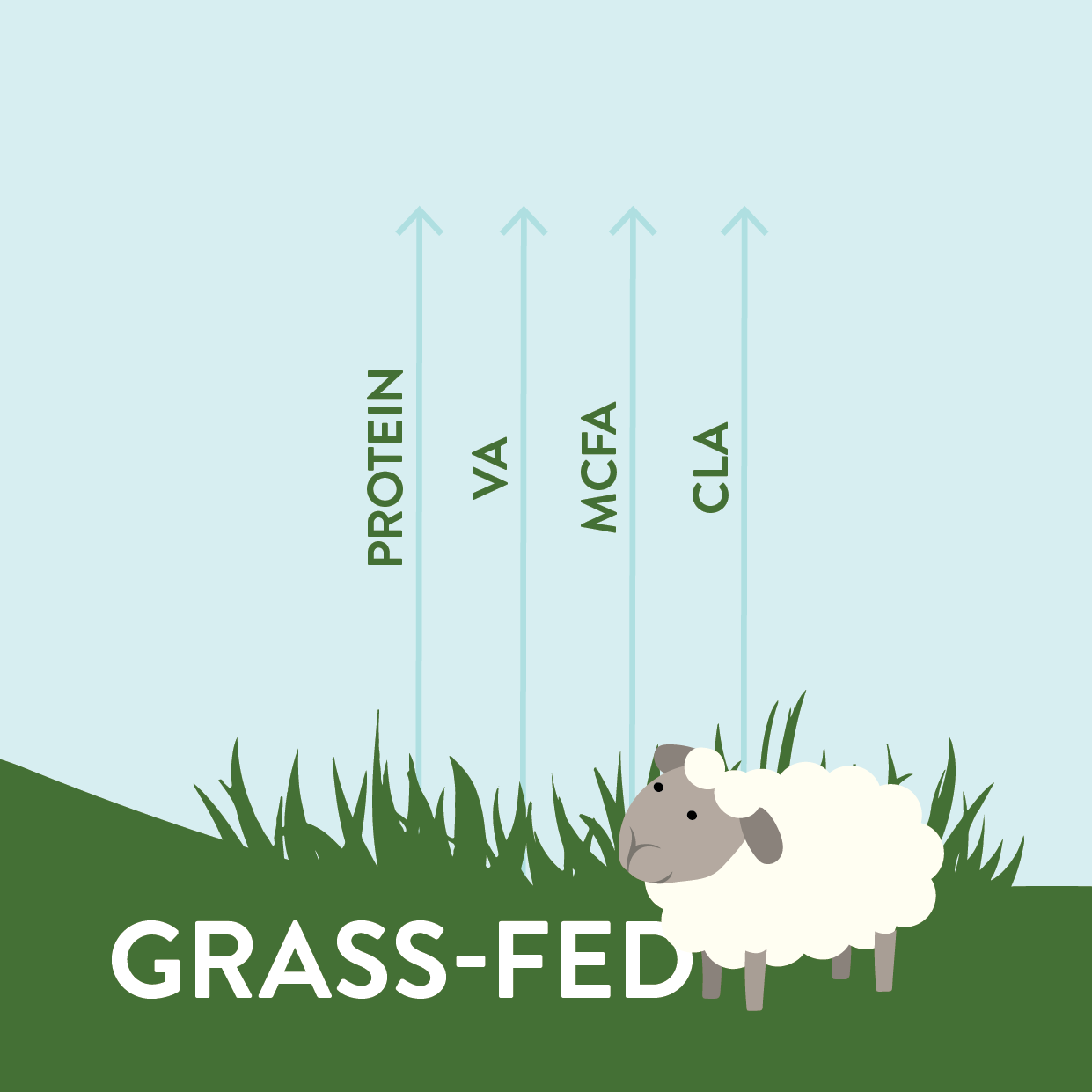 Is grass or grain best for sheep milk nutrition benefits? - Spring Sheep  (en-NZ)